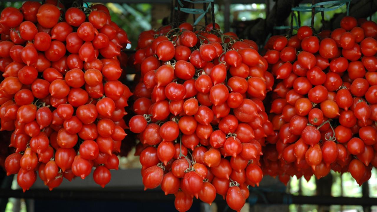 Luoghi e leggende del pomodoro del “piennolo”