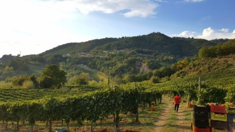 “I viaggi di Ferrante”, per capire di più dei vini e della enologia dei territori con Ferrante di Somma
