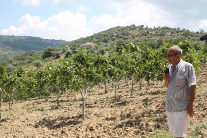 Il fico bianco del Cilento dop e biologico dell’Azienda agricola di Paris Ruocco