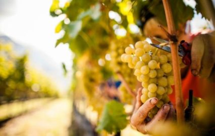 Una magnifica vendemmia. Viaggio a Tufo con Ferrante di Somma