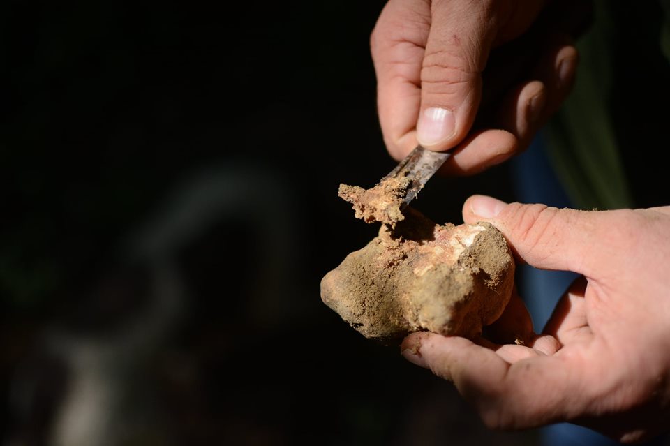 È iniziata la stagione del tartufo bianco. Di Stefania, di Yuri e di altri profumi