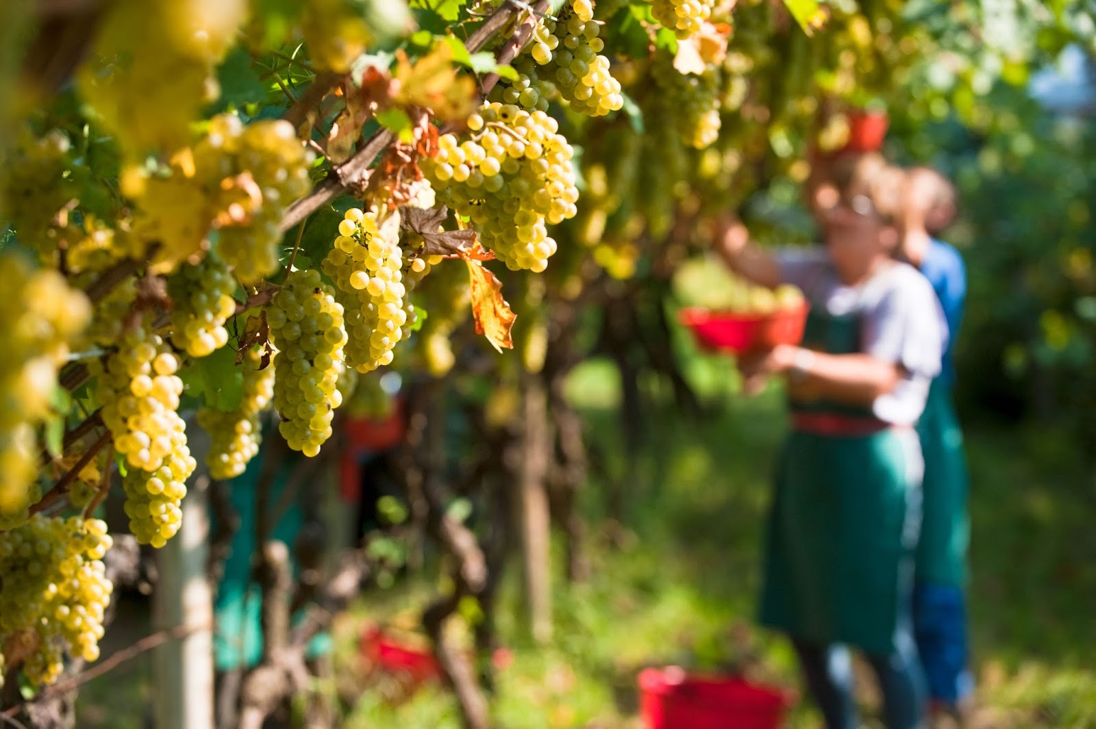 La vendemmia 2019, i viaggi di Ferrante e il tempo che fa danni nelle Langhe