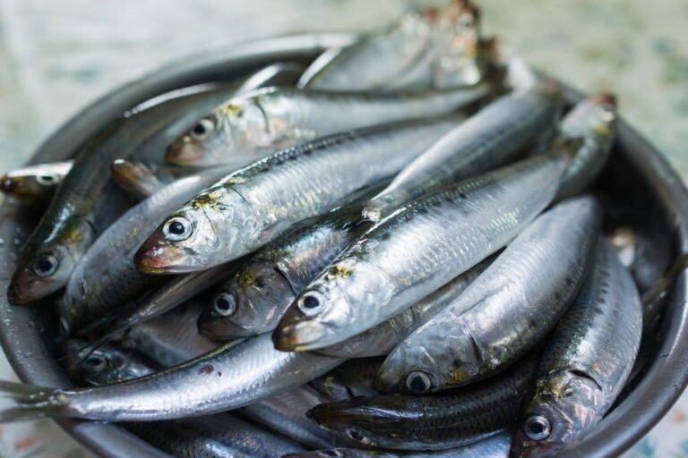 Hanno vitamina D, mantengono giovane il cervello e fanno bene ai capelli. Ecco le sardine alimento “umile”